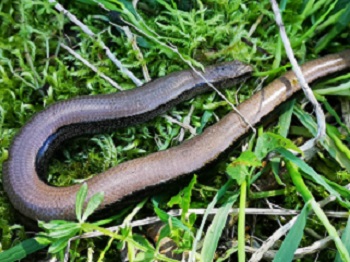 Slow worm (my own image)